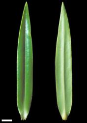 Veronica corriganii. Leaf surfaces, adaxial (left) and abaxial (right). Scale = 10 mm.
 Image: W.M. Malcolm © Te Papa CC-BY-NC 3.0 NZ